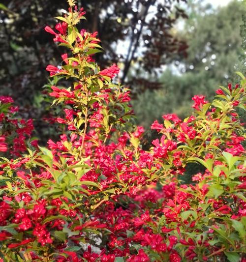 锦带花的花语是什么？它寓意着什么？