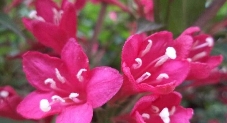 锦带花的花语是什么？它寓意着什么？