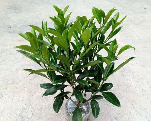 非洲茉莉换盆的最佳时机是什么时候？换盆后如何护理？
