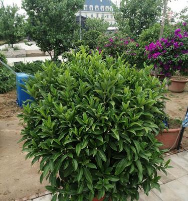 非洲茉莉开花时间是什么时候？最佳开花季节是几月？