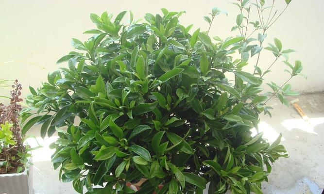非洲茉莉开花时间是什么时候？最佳开花季节是几月？