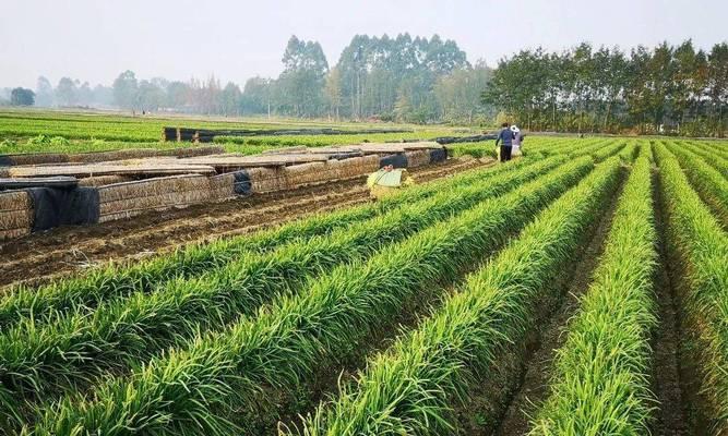 韭菜的风水寓意是什么？最佳种植位置在哪里？