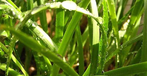 韭菜的风水寓意是什么？最佳种植位置在哪里？