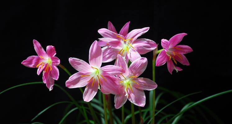 韭莲的花语是什么？这种花卉的象征意义有哪些？