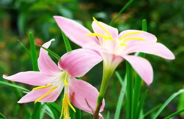 韭莲的花语是什么？这种花卉的象征意义有哪些？