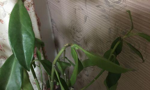 非洲茉莉叶子烂了怎么办？如何有效预防和处理？