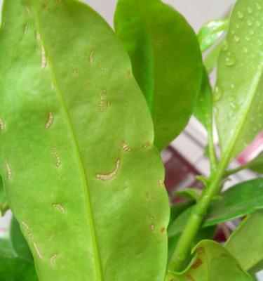 非洲茉莉叶子烂了怎么办？如何有效预防和处理？