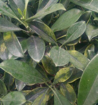 非洲茉莉叶子发黄烂掉怎么处理？