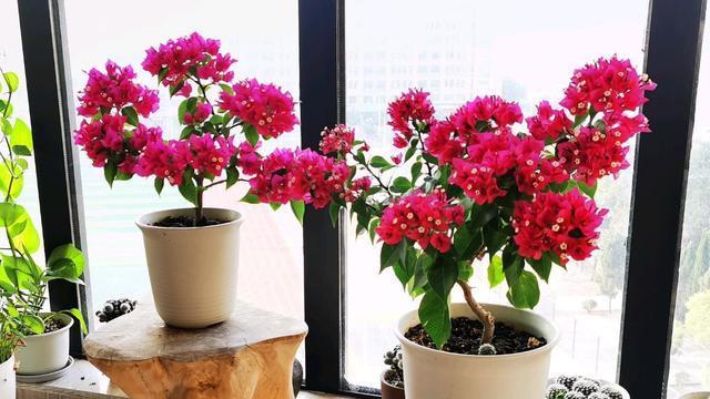 菲菲娜三角梅勤花吗？值得购买吗？