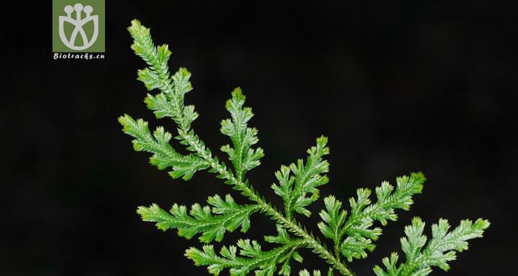 卷柏的花语是什么？卷柏的寓意有哪些常见问题解答？