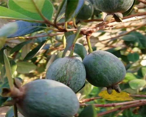 菲油果几年结果实？如何加速其成熟周期？