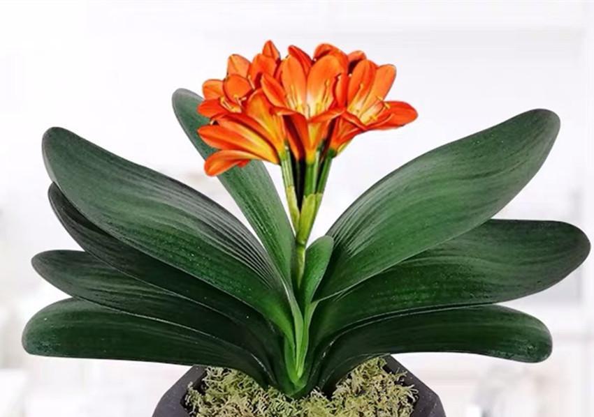 君子兰开花好不好？开花的风水寓意有哪些？