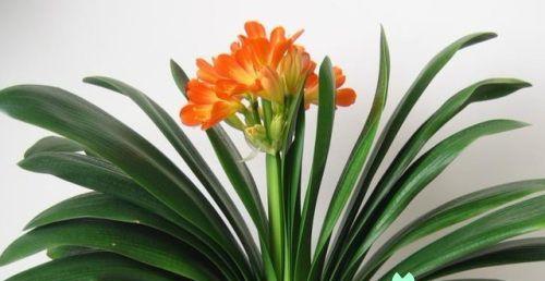 君子兰开花的寓意是什么？君子兰开花预示着什么好兆头？
