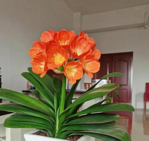 君子兰开花的寓意是什么？君子兰开花预示着什么好兆头？