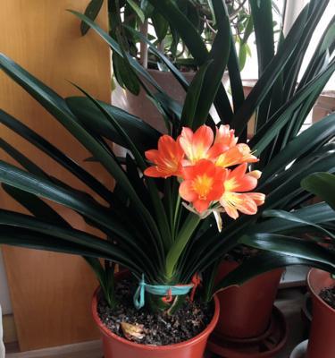 君子兰开花预示着什么意思？花卉爱好者必知的花语解读？