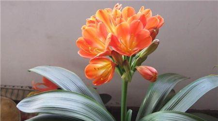 君子兰开花预示着什么意思？花卉爱好者必知的花语解读？