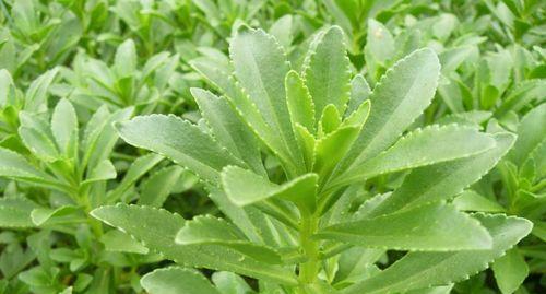 费菜的功效与作用是什么？如何正确食用以发挥其健康益处？