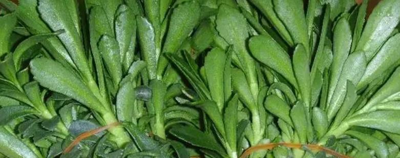 费菜怎么种？最佳种植时间和步骤是什么？