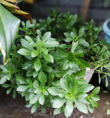 费菜会开花吗？开花时是什么样子的？