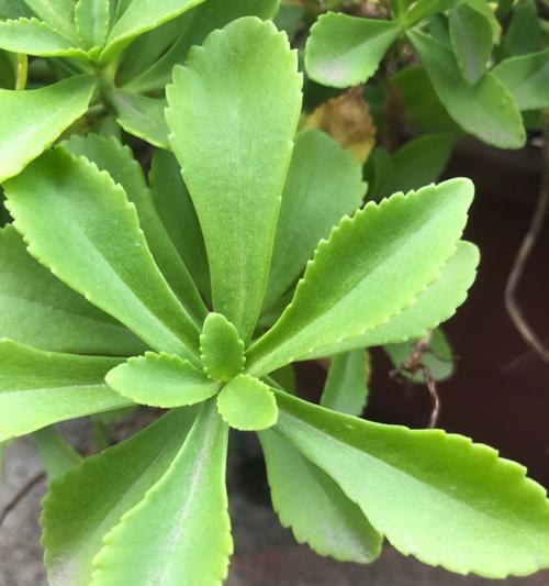 费菜会开花吗？开花时是什么样子的？