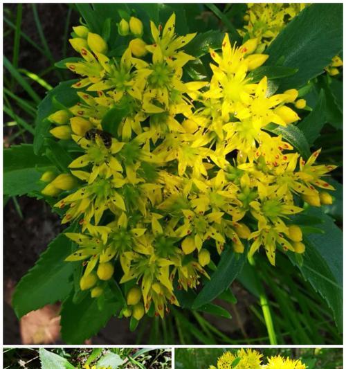 费菜通常生长在哪些地方？如何正确识别费菜？