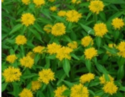 费菜通常生长在哪些地方？如何正确识别费菜？