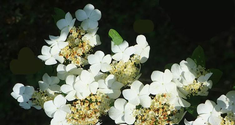 昆山市花的含义是什么？昆山市花代表了什么意义？