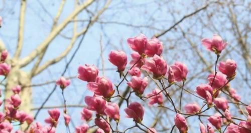 昆山市花的含义是什么？昆山市花代表了什么意义？