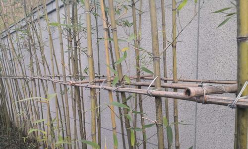 坟地种植竹子的可行性及注意事项是什么？