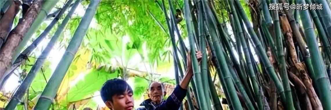 坟地种植竹子的可行性及注意事项是什么？