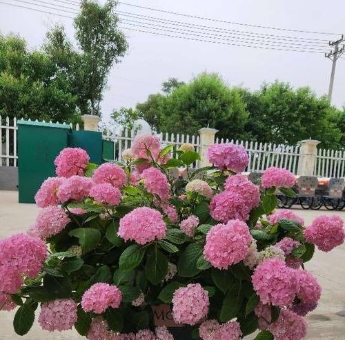 坟前适合种什么花？有哪些花卉是适宜的？