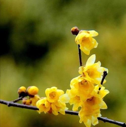 腊梅花花语是什么？它代表了哪些意义？