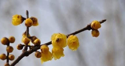腊梅花花语是什么？它代表了哪些意义？