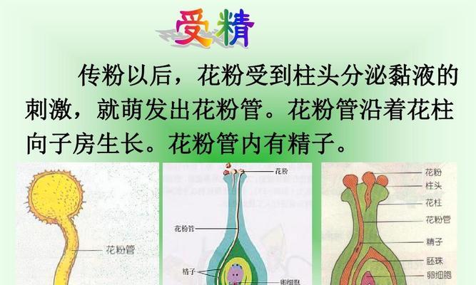粉达是藤本还是灌木？如何区分粉达的植物类型？