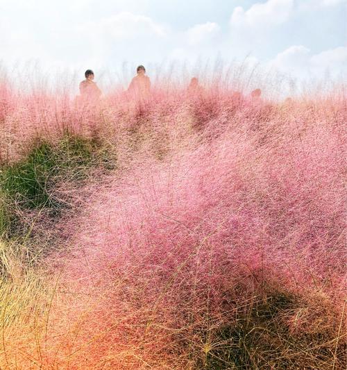 粉黛的花期是什么时候？如何正确判断粉黛开花时间？