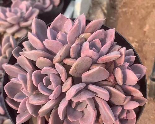 粉黛多肉养殖出状态的秘诀是什么？如何确保其健康生长？