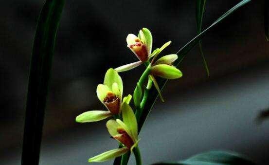 兰花代表什么花语？兰花的花语有哪些含义？