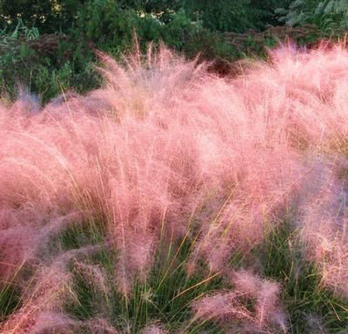 粉黛乱子草的花期持续多久？如何延长观赏期？