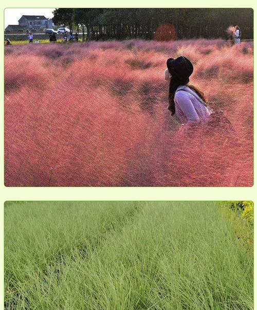 粉黛乱子草开花时间是什么时候？如何确保最佳观赏期？
