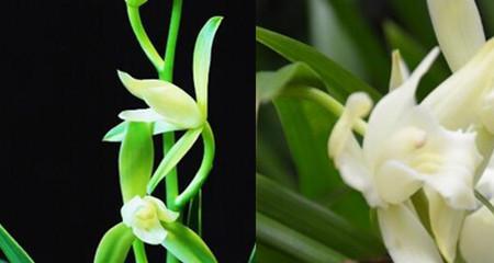 兰花的花语是什么意思？兰花寓意象征着什么？
