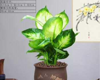 粉黛万年青怎么养？养殖过程中应注意哪些问题？
