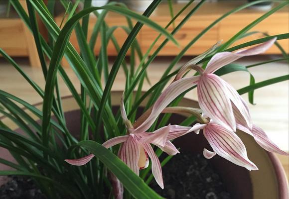兰花开花预示着什么意思？兰花开花的象征意义有哪些？