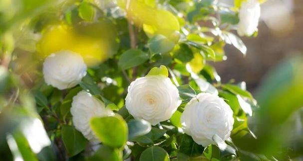 蓝桉的花语代表什么？开花时的形态特征是怎样的？