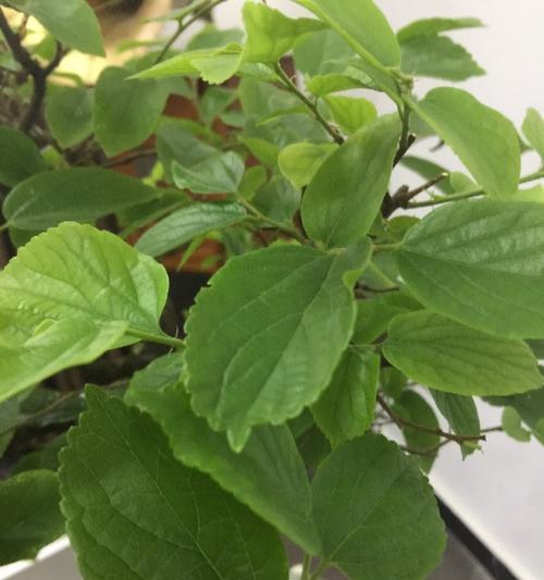 蓝桉的花语代表什么？开花时的形态特征是怎样的？