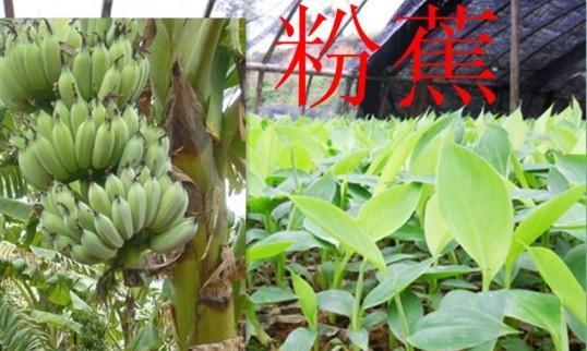 粉蕉黄叶病是怎么引起的？如何有效治疗处理？
