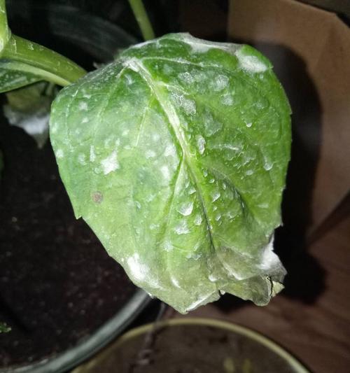 粉蕉黄叶病是怎么引起的？如何有效治疗处理？