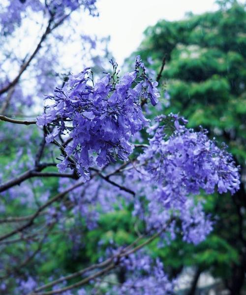 蓝花楹的花语代表什么？蓝花楹寓意有哪些常见问题解答？
