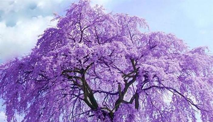 蓝花楹的花语代表什么？蓝花楹寓意有哪些常见问题解答？