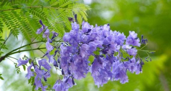 蓝花楹的花语代表什么？蓝花楹寓意有哪些常见问题解答？