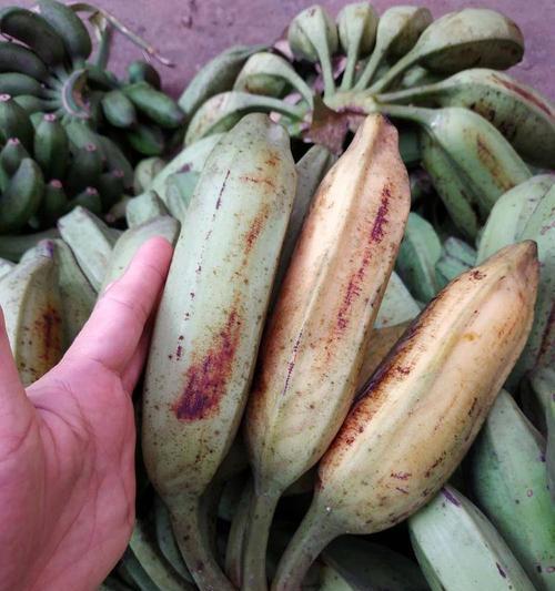 粉蕉里面的籽能吃吗？有籽的粉蕉食用安全吗？
